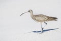 A Whimbrel Numenius phaeopus Hunts Along a Sandy White Beach in Mexico Royalty Free Stock Photo