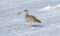 A Whimbrel Numenius phaeopus Hunts Along a Sandy White Beach in Mexico Royalty Free Stock Photo