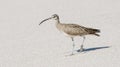 A Whimbrel Numenius phaeopus Hunts Along a Sandy White Beach in Mexico Royalty Free Stock Photo