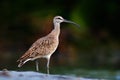 Whimbrel, Numenius phaeopus, nice bird in blurred nice flowers in foreground, Costa Rica. Bird in the river. Whimbrel in the gree Royalty Free Stock Photo