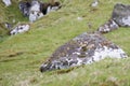 Whimbrel, Numenius phaeopus