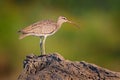 Whimbrel, Numenius phaeopus on the tree trunk, walking in the nature forest habitat. Wader bird with curved bill.