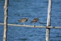 Whimbrel Numenius phaeopus a wader at plaiaundi Royalty Free Stock Photo