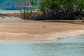 Whimbrel Numenius phaeopus wading bird with long beak walking and feeding on the low tide on the sandy beach and mangrove tree f