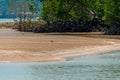 Whimbrel Numenius phaeopus wading bird with long beak walking and feeding on the low tide on the sandy beach and mangrove tree f