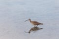 Whimbrel, Numenius phaeopus