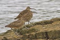 Whimbrel (Numenius Phaeopus) Royalty Free Stock Photo