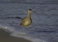 Whimbrel on a Pacific Coast Beach Royalty Free Stock Photo