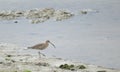 Whimbrel, Santona Royalty Free Stock Photo