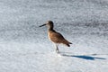 Whimbrel shorebird walking on Surfers Knoll beach in Ventura California USA