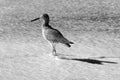 Whimbrel shorebird walking on Surfers Knoll beach in Ventura California USA in black and white