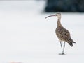 Whimbrel taking a stroll on the beach Royalty Free Stock Photo