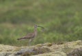 Whimbrel, Thingvellir National Park, Iceland