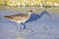 Whimbrel Walking In The Beach Surf Royalty Free Stock Photo