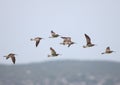 Whimbrels in Flight Royalty Free Stock Photo