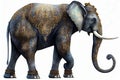 Whimiscal elephant with golden ornamated