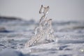 Whims of nature - a close-up of the translucent ice formation