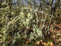 The whims of spring nature freed from winter snow.