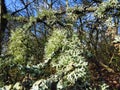 The whims of spring nature freed from winter snow.