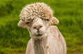 A whimsical apricot Alpaca in Charnwood Forest