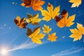Whimsical Autumn Leaves Flying Across the Blue Sky