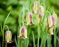 Whimsical Bell Shaped Spring Flowers