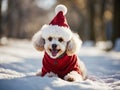 Whimsical Christmas Poodle: Adorned with Colorful Charm, Festive Hat Elegance Takes Center Stage Royalty Free Stock Photo