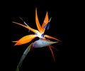 Bird of paradise flower bad hair day black background Royalty Free Stock Photo