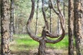 Whimsical curved tree trunk in a pine forest