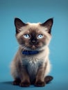 Portrait of a cute Siamese cat wearing bow tie. Blue background.