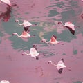 A whimsical floating flamingo pattern with pink birds gliding on a calm, crystal-clear lake