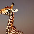 A whimsical giraffe with a twisted neck, playfully reaching for the stars in a surreal sky2, Generative AI