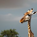 A whimsical giraffe with a twisted neck, playfully reaching for the stars in a surreal sky1, Generative AI