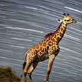A whimsical giraffe with a twisted, spiral-patterned neck, reaching for the stars in a surreal night sky5, Generative AI