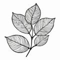 Whimsical Illustration of Mockernut Tree Leaves for Graphic Design and Organic Simplicity Generative AI Royalty Free Stock Photo