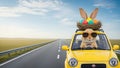 Easter Bunny Cat Driving Yellow Car with Eggs on Roof Royalty Free Stock Photo