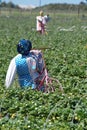 Scarecrow in a strawberry field