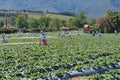 Scarecrows in a strawberry field