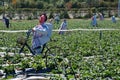 Scarecrows in a strawberry field