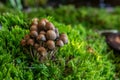 Whimsical mushroom decorate forest floor