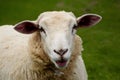 Whimsical portrait of sheep showcasing humorous and endearing expression