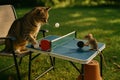 A whimsical scene of a cat and mouse playing ping pong outdoors on a tiny table, in a sunny green grassy setting Royalty Free Stock Photo