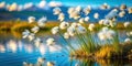 A Whimsical TiltShift Perspective of Windswept Cotton Grass Reflecting in a Miniature Lake Under a Dramatic Sky Royalty Free Stock Photo