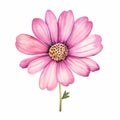 Whimsical Watercolor Drawing Of A Pink Cosmos Flower