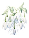 Whimsical Watercolor Snowdrop Petals Hanging Delicately AI Generated