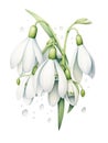 Whimsical Watercolor Snowdrop Petals Hanging Delicately AI Generated