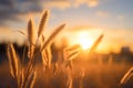 Whimsical wheat fields fantastic sunset with enchanting sunbeam glares