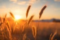 Whimsical wheat fields fantastic sunset with enchanting sunbeam glares