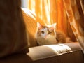 Whimsical Whispers: Cat\'s Sunlit Haven