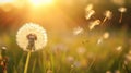 Whimsical Whispers: Dandelion Ballet in Summer Breeze Royalty Free Stock Photo